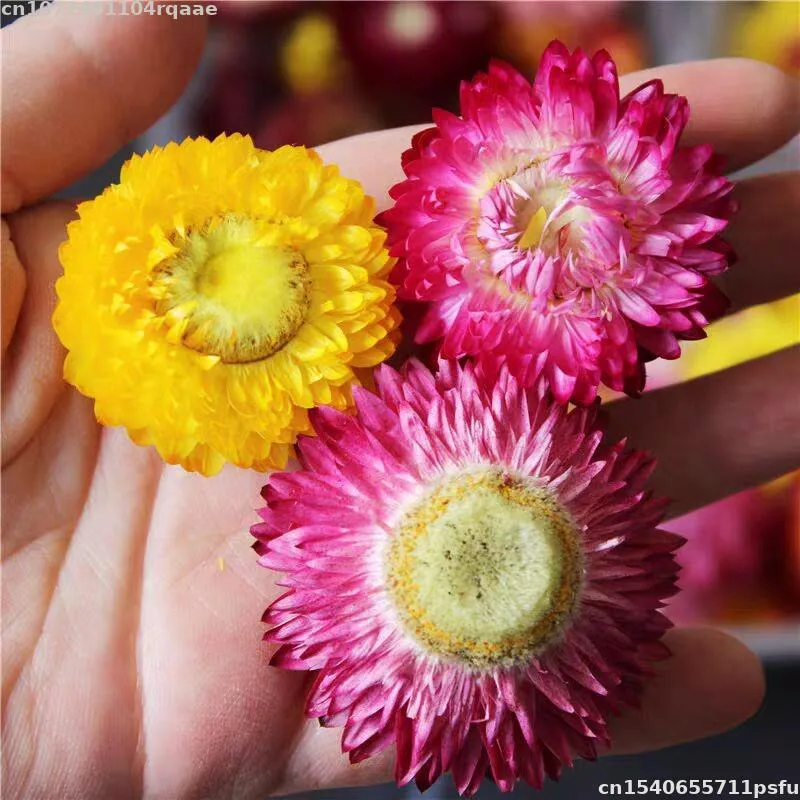 100% Bunga Kering Alami Bracte - Candle Making Material Wholesale ulasan dan harga
