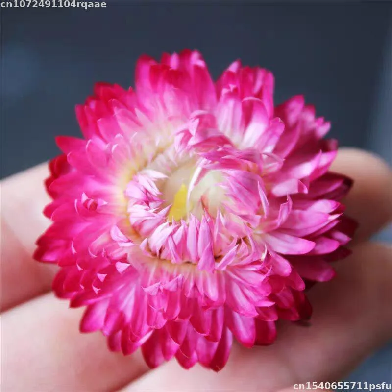 100% Bunga Kering Alami Bracte - Candle Making Material Wholesale ulasan dan harga