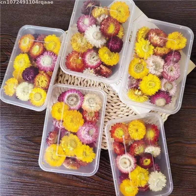 100% Bunga Kering Alami Bracte - Candle Making Material Wholesale ulasan dan harga