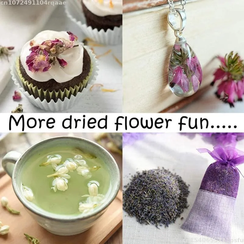 100% Bunga Kering Alami Bracte - Candle Making Material Wholesale ulasan dan harga